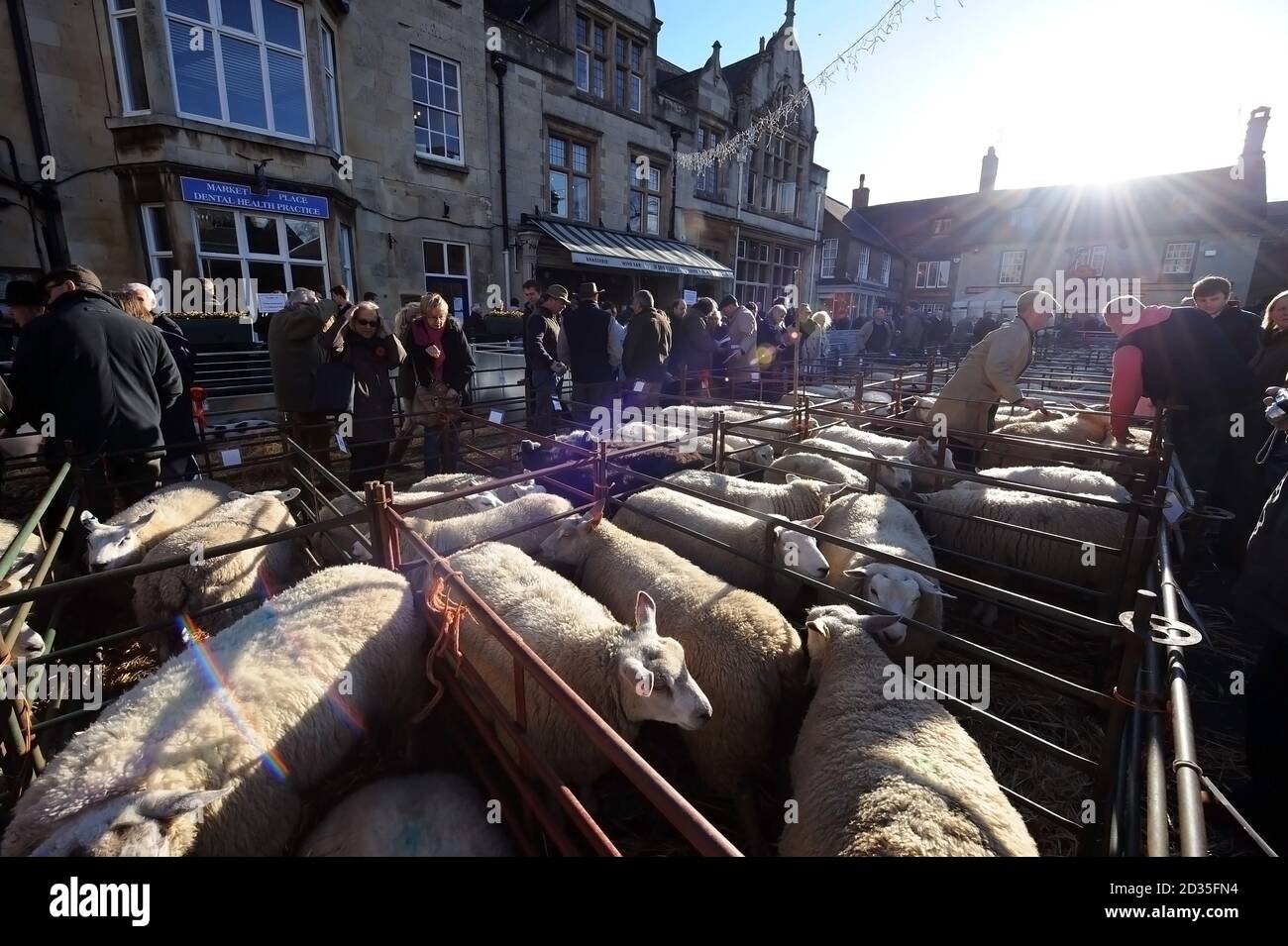 Uppingham ( Rutland ) Fat Stock Show 02.12.15 Regno Unito ovini suini e bestiame mercato inglese vita rurale Foto Stock