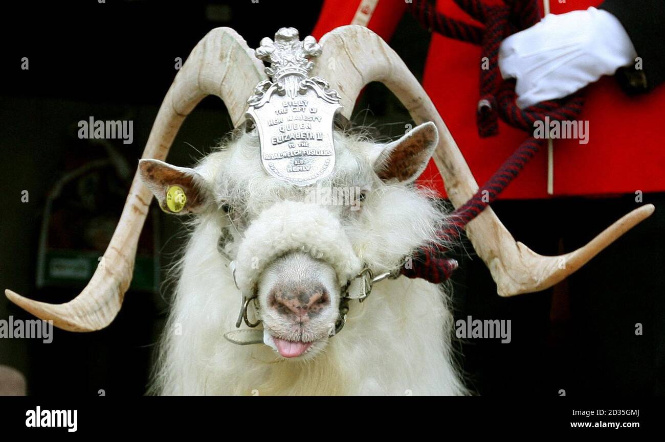Il maggiore di capra L/CPL Ryan Arthur del 1° Battaglione, il gallese reale, prepara la capra del reggimento William Windsor per la sua parata di riposo. A otto anni e mezzo 'Billy' fu dato un completo invio militare mentre si dirigeva allo Zoo di Whipsnade, dove trascorrerà il resto della sua vita. Foto Stock