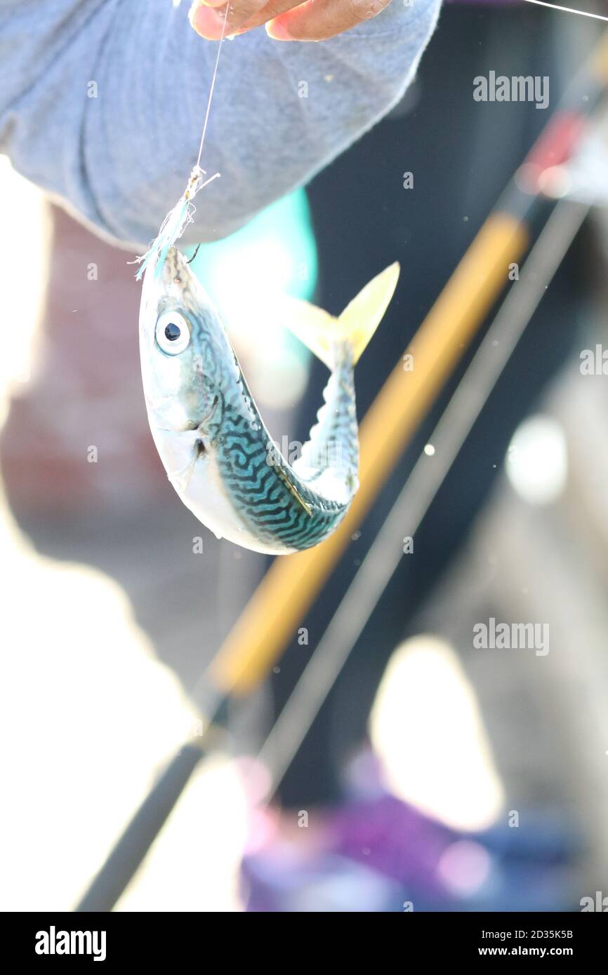 La cattura del pesce Foto Stock