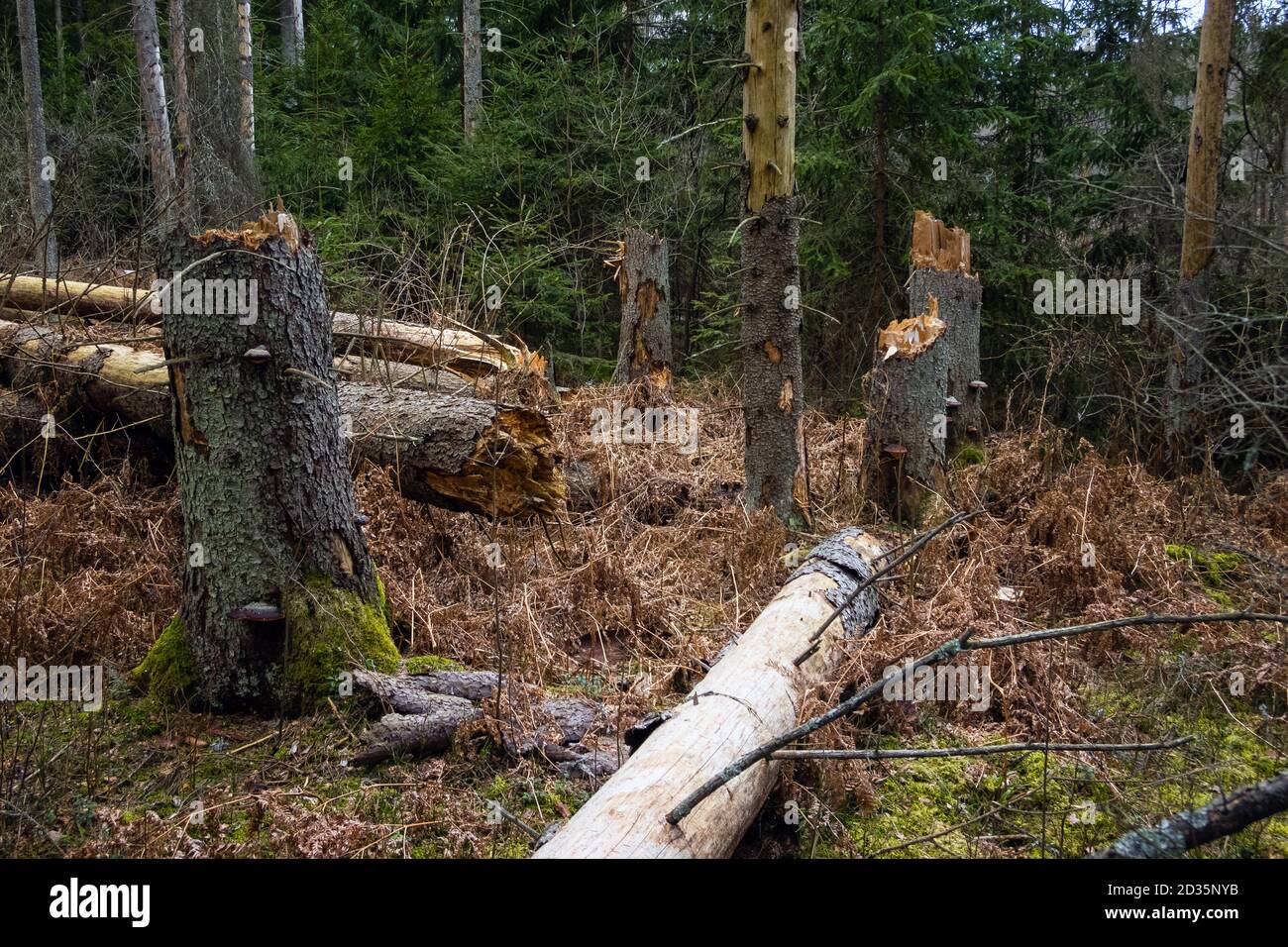 Tronchi di albero rotti nella foresta dopo tempesta. Alberi caduti nei boschi dopo uragano Foto Stock
