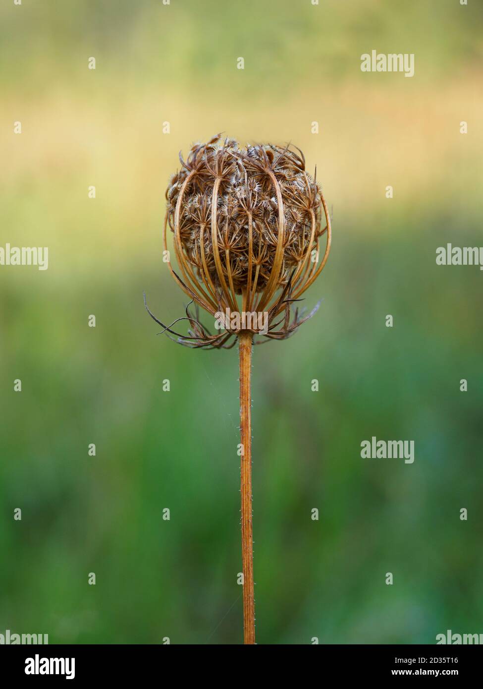 Daucus carota, carota selvatica in autunno, Regno Unito Foto Stock