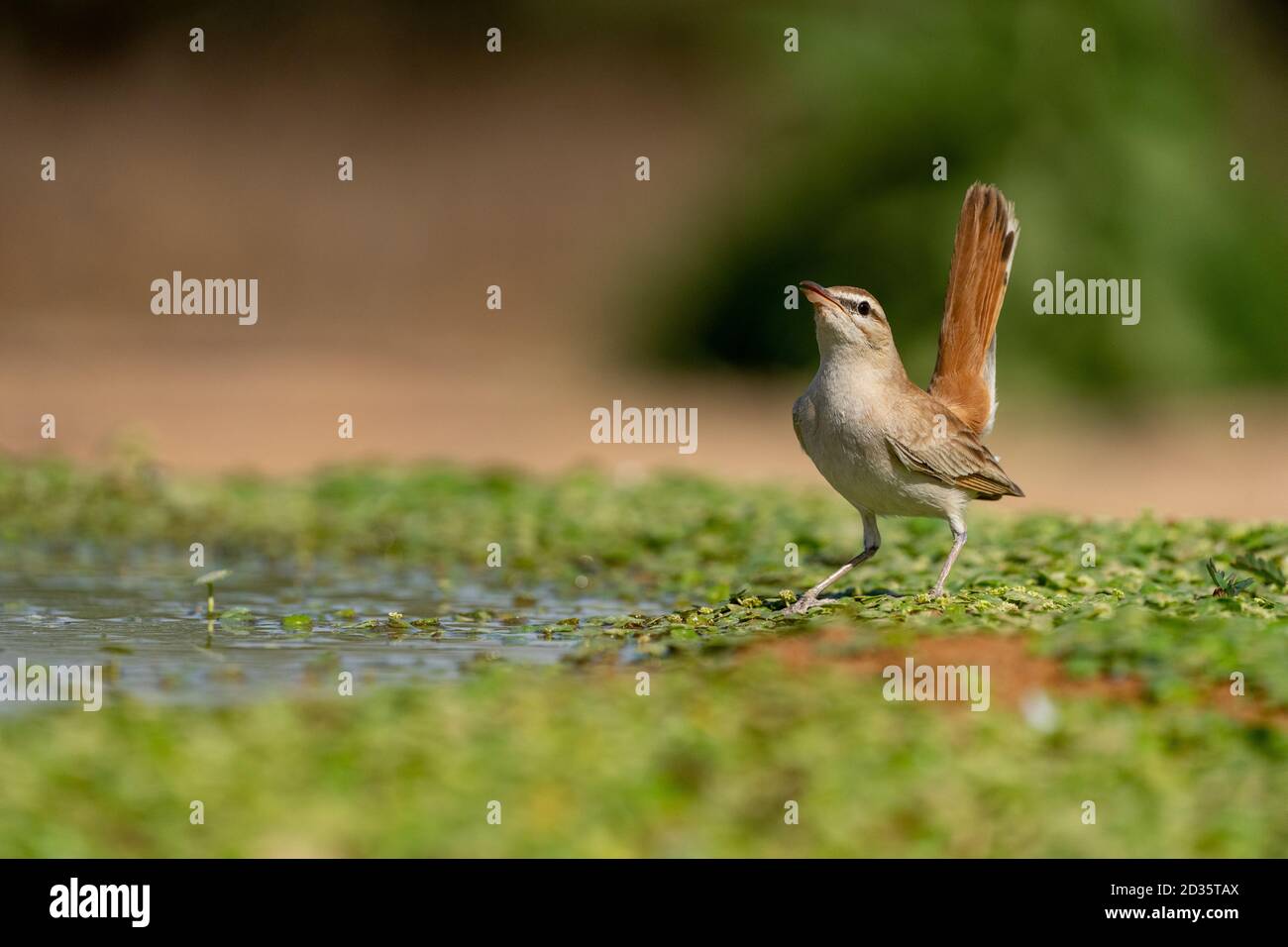 Rubini rufous-tailed (galattoti di Cercotrichas) sul terreno. Fotografato in Israele Foto Stock