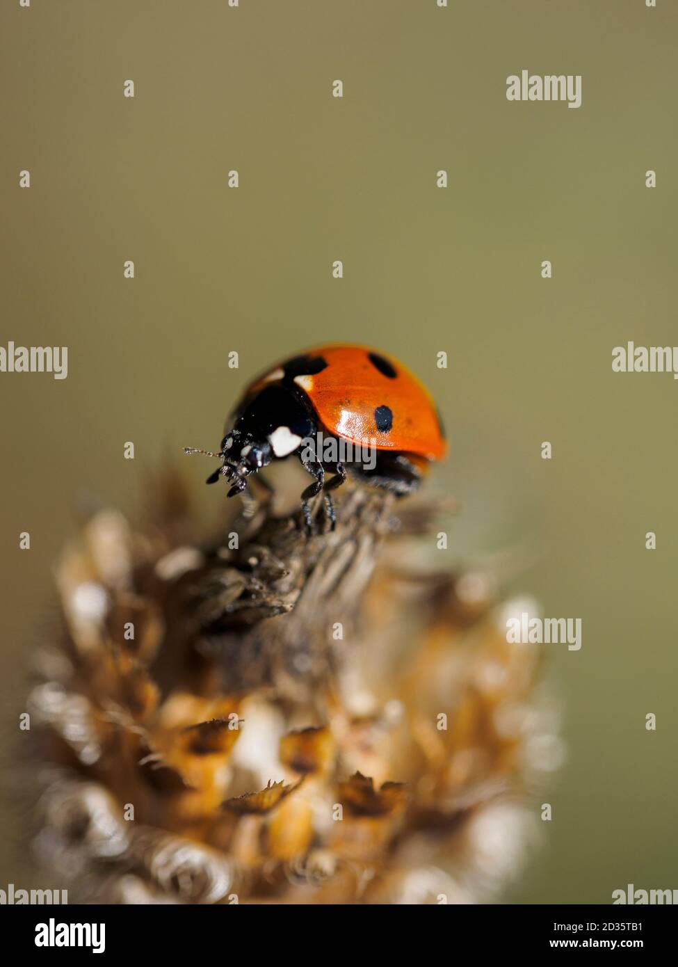 Coccinellidae, ladybird, Thetford Forest, Norfolk, Regno Unito, Foto Stock