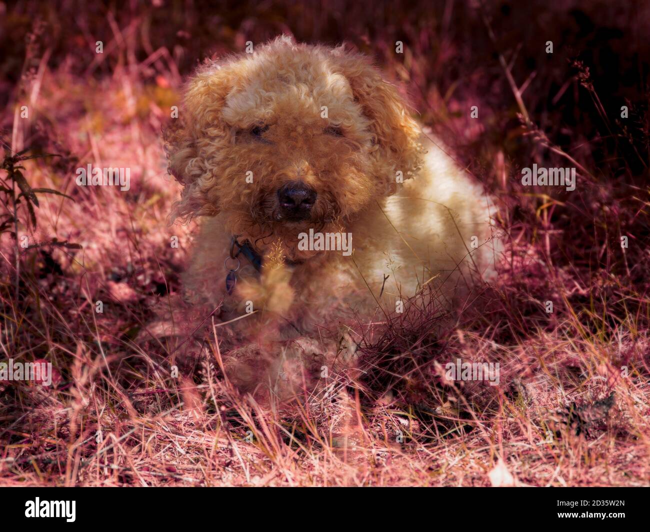 Photoshop immagine migliorata di un cane Labradoodle che si posa in erba lunga, Regno Unito Foto Stock