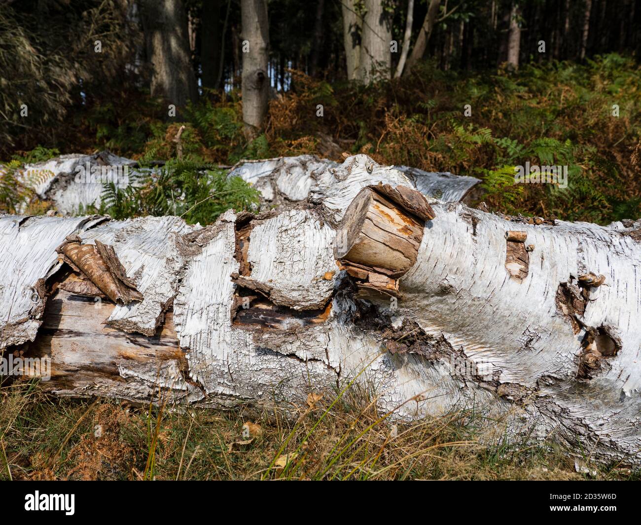 Fallen Silver Birch Tree, Betula pendula, in autunno, Thetford Forest, Norfolk, Regno Unito Foto Stock