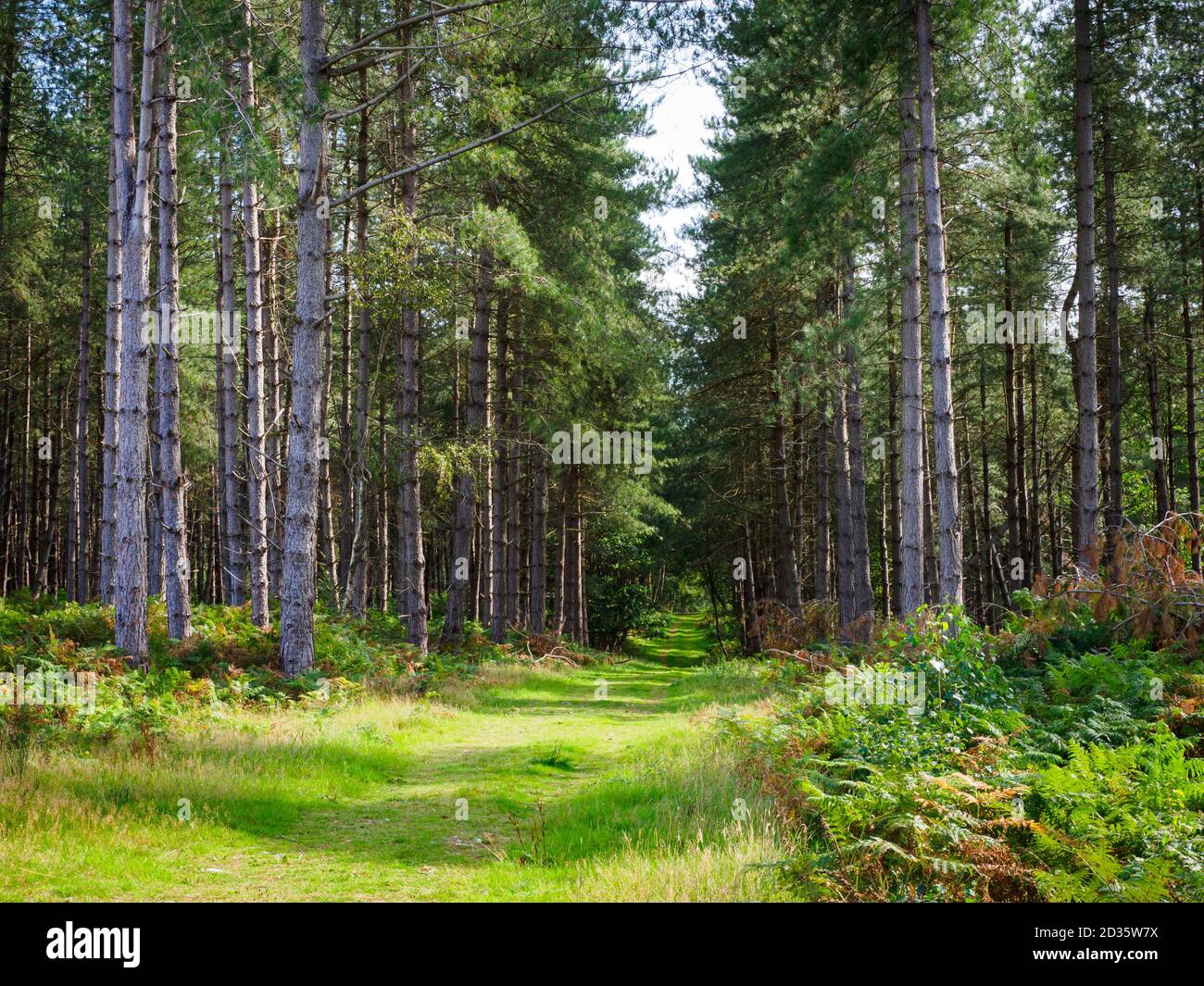 Percorso di briglia attraverso la pineta, Thetford Forest, Norfolk, UK Foto Stock