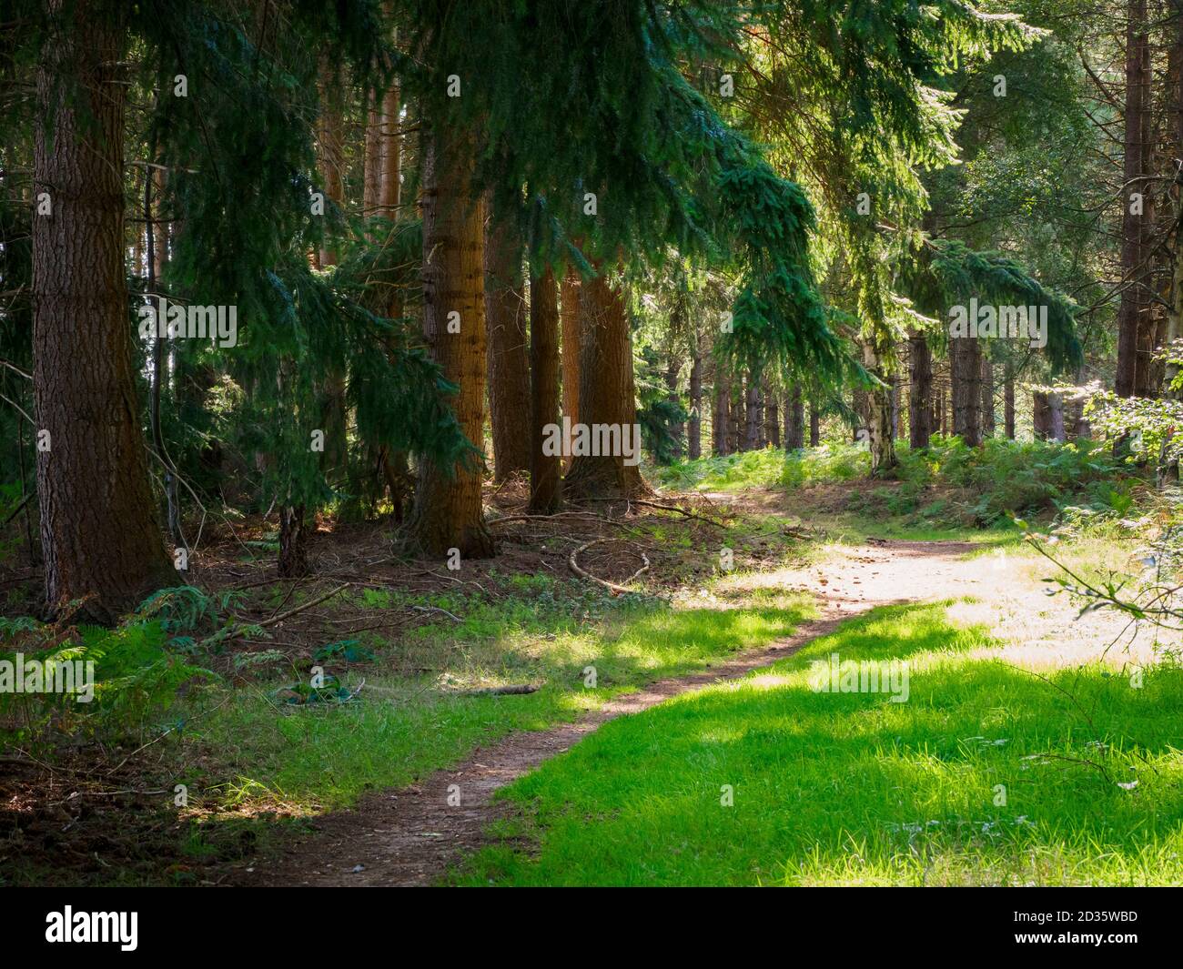 Sentiero con la luce del sole che attraversa la foresta di Thetford, Norfolk, Regno Unito Foto Stock