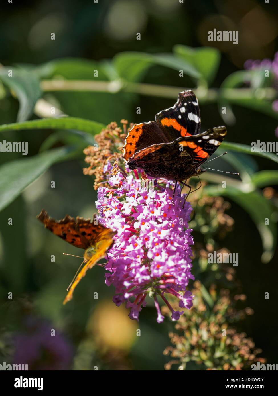 Miraglio rosso e virgola farfalle su un fiore buddleia, Regno Unito Foto Stock