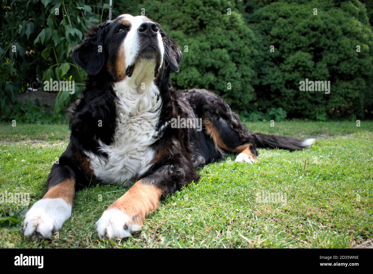 Bovaro del Bernese Foto Stock