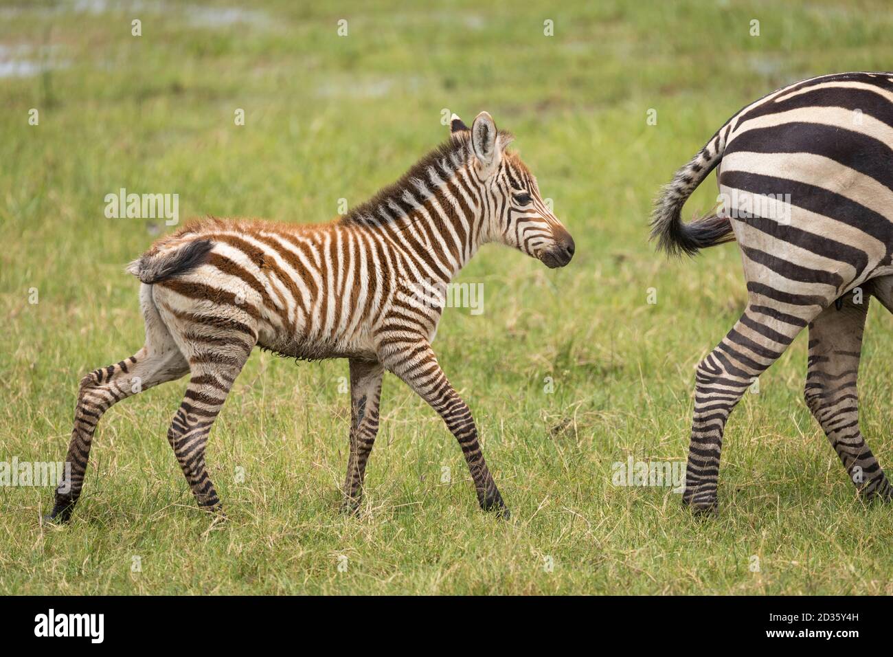 Piccolo zebra bambino che cammina dietro la sua mamma in Amboseli dentro Kenya Foto Stock