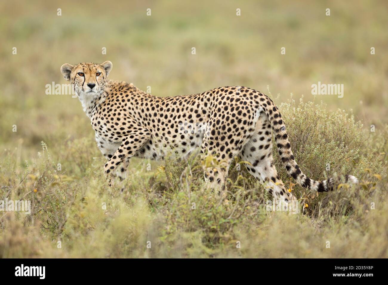 Ghepardo adulto che guarda l'allarme in piedi in erba alta in Ndutu In Tanzania Foto Stock