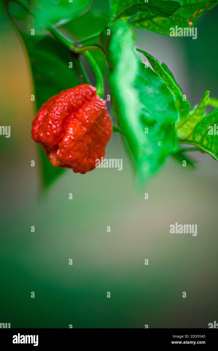 Carolina Reaper - il Pepper più caldo del mondo Foto Stock