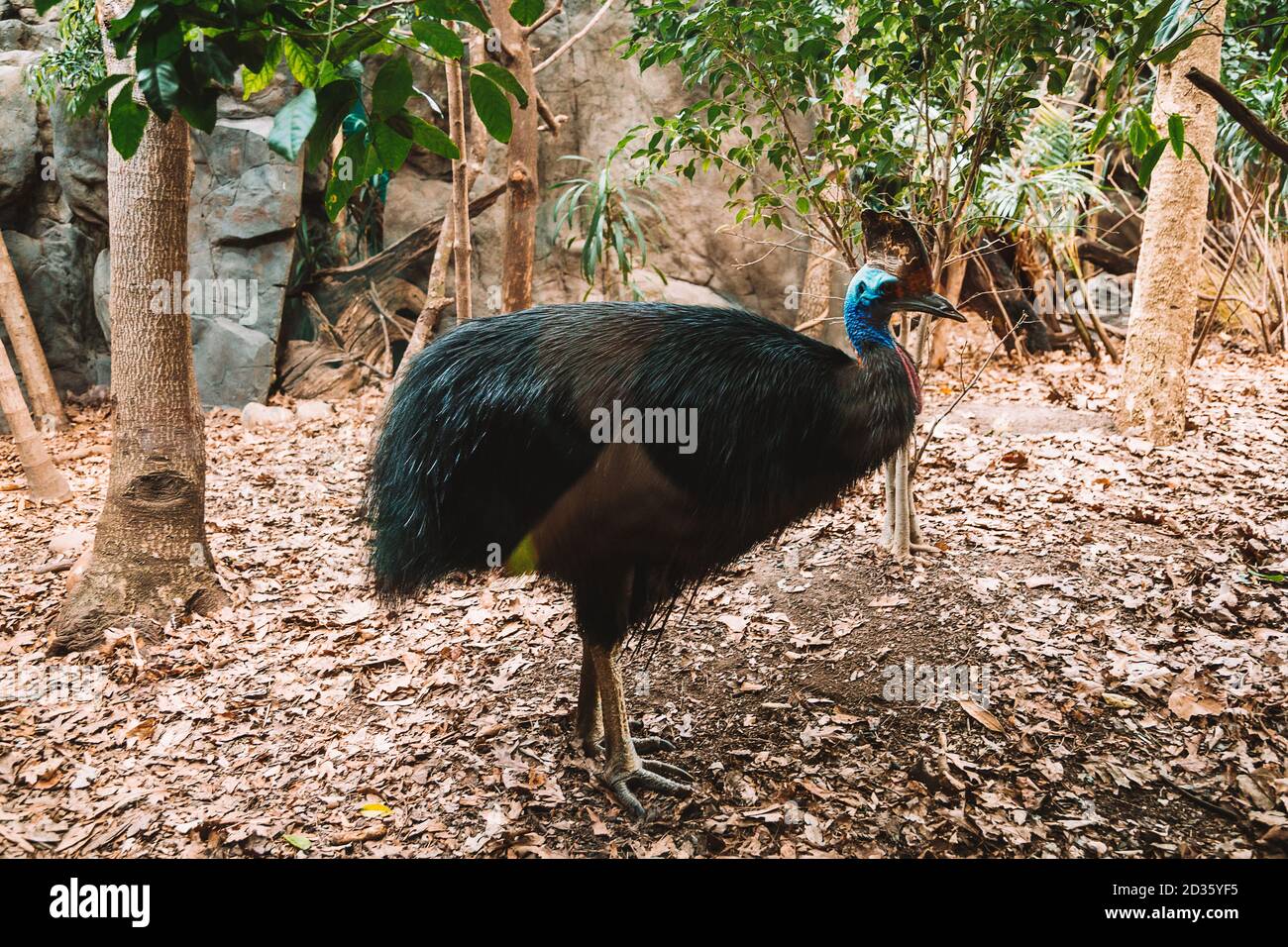 Colpo di closeup di un uccello cassowary nella ricerca selvaggia per il cibo Foto Stock