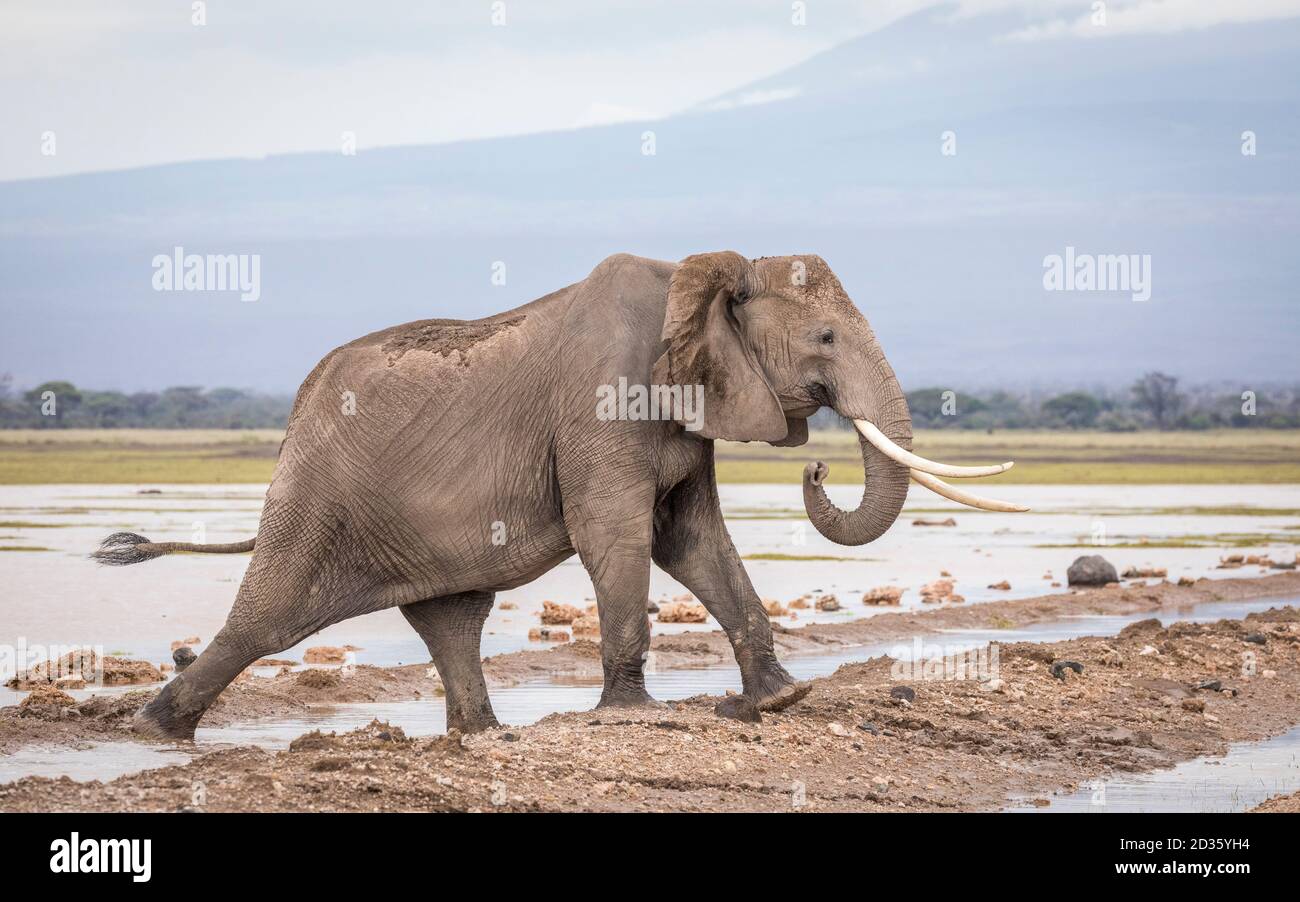 Elefante adulto che cammina in pianure bagnate e fangose di Amboseli Parco Nazionale in Kenya Foto Stock
