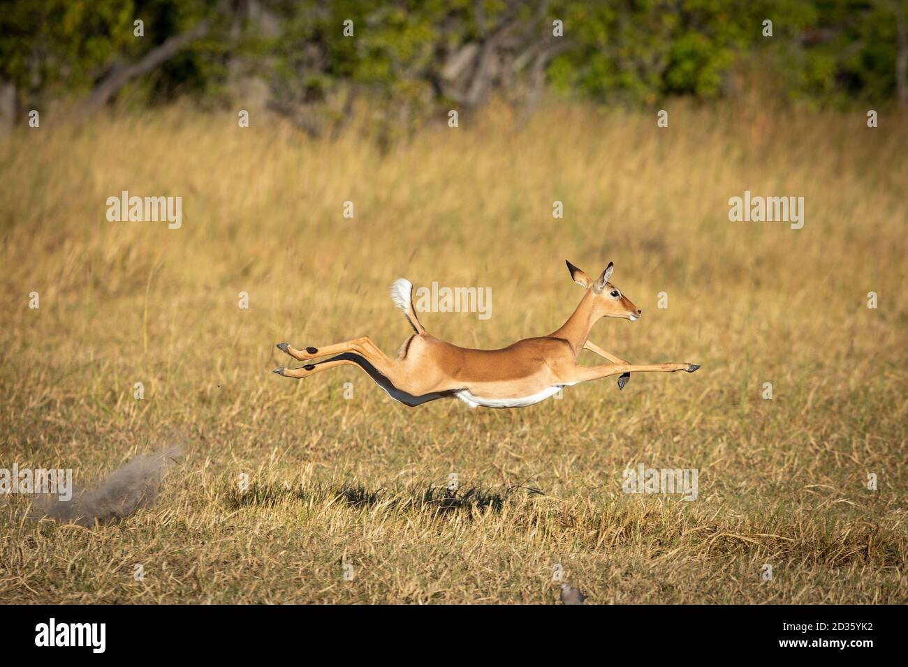 Impala femminile adulta che corre alla velocità nel Delta di Moremi Okavango In Botswana Foto Stock