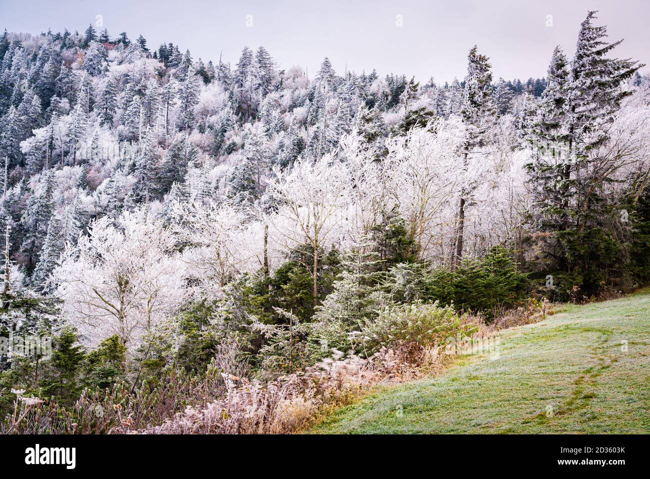 Great Smoky Mountains National Park, USA in prima stagione invernale. Foto Stock