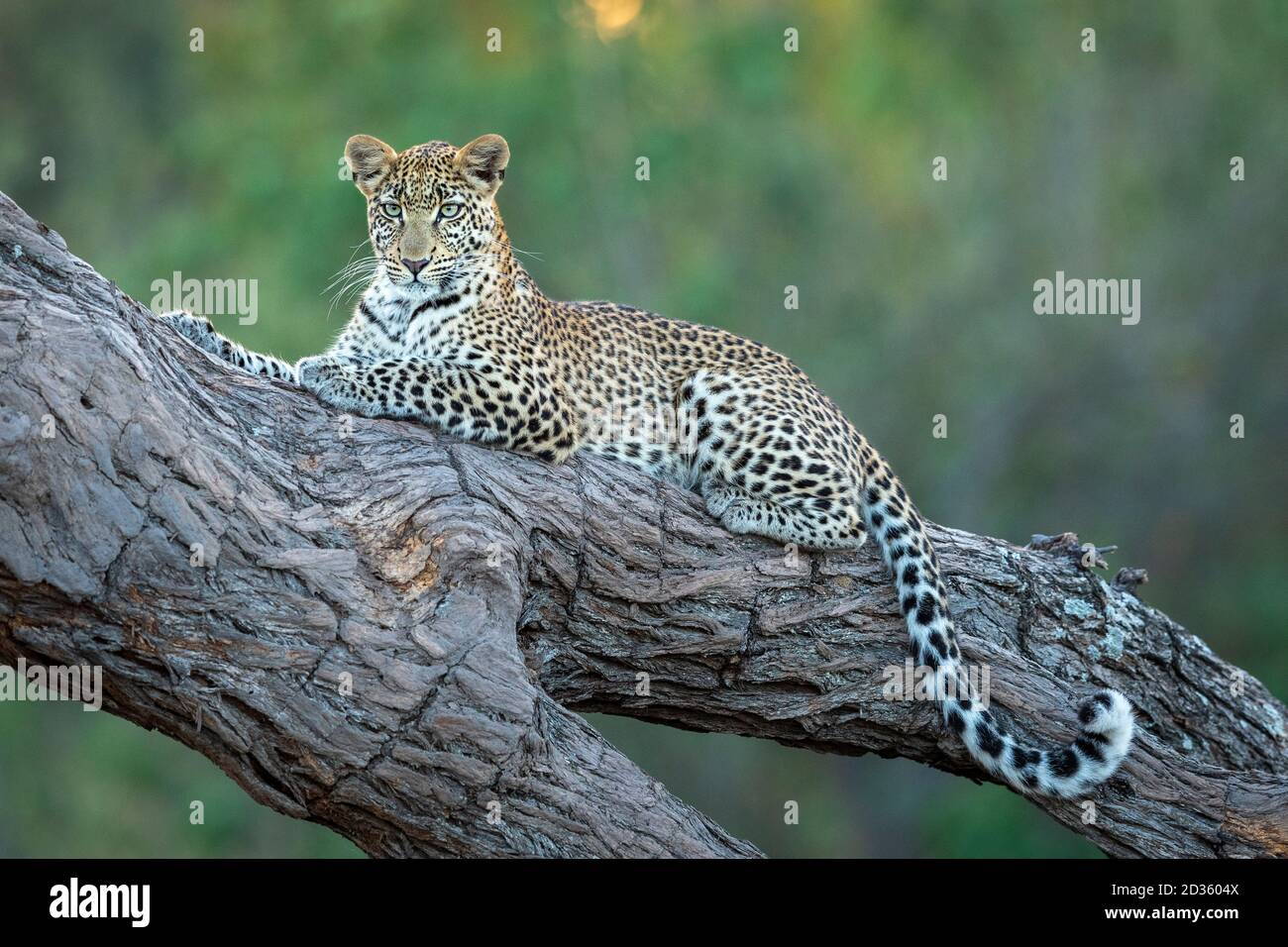 Ritratto orizzontale di un leopardo con bellissimi occhi verdi distesi In un albero nel fiume Khwai in Botswana Foto Stock