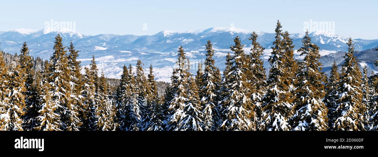 Panorama del paesaggio invernale della foresta di abeti innevati e abeti secolari. Struttura congelati nella stagione invernale. Sullo sfondo della natura Foto Stock