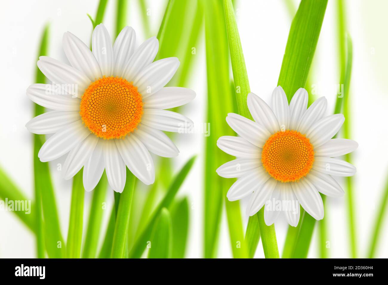 Fiore sfondo, erba verde con bianco daisy fiore sfondo primavera. Foto Stock