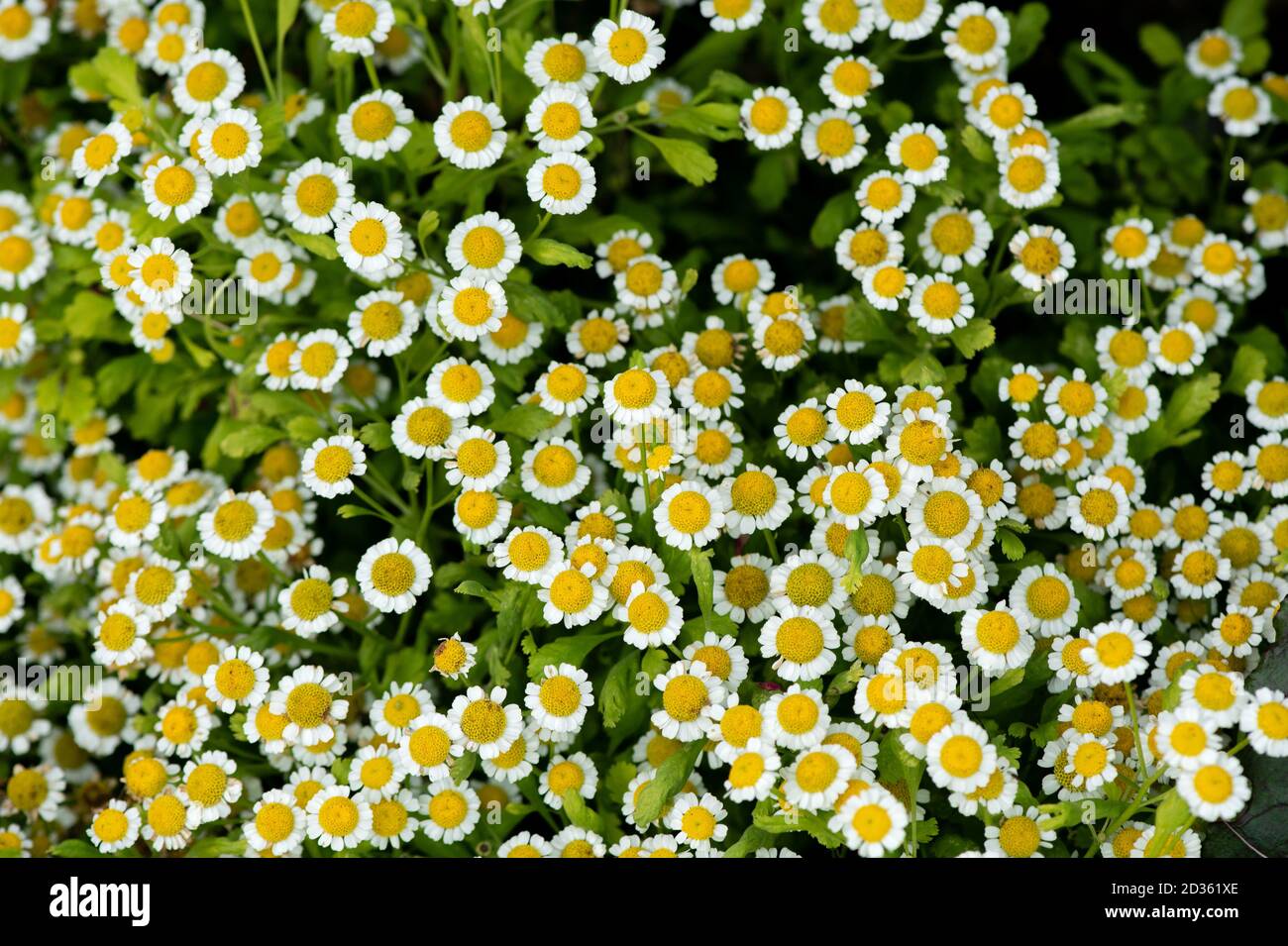 Sfondo naturale con fiori bianchi e gialli Foto Stock