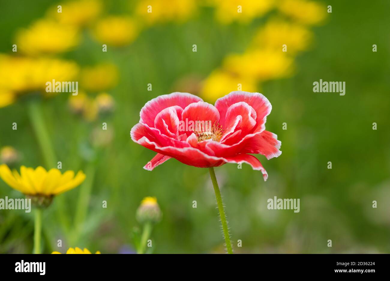 Papavero rosso (comune). Fiore rosso classico di cale e cornfields Foto Stock