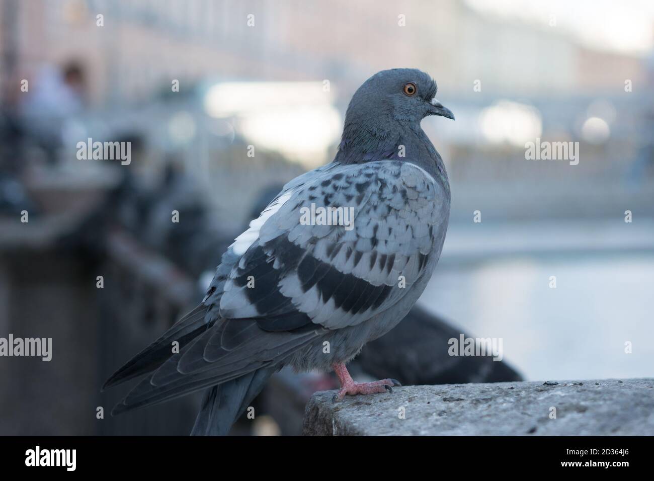 Lat. Piccione blu profondo Primo piano di Columba livia. Foto Stock