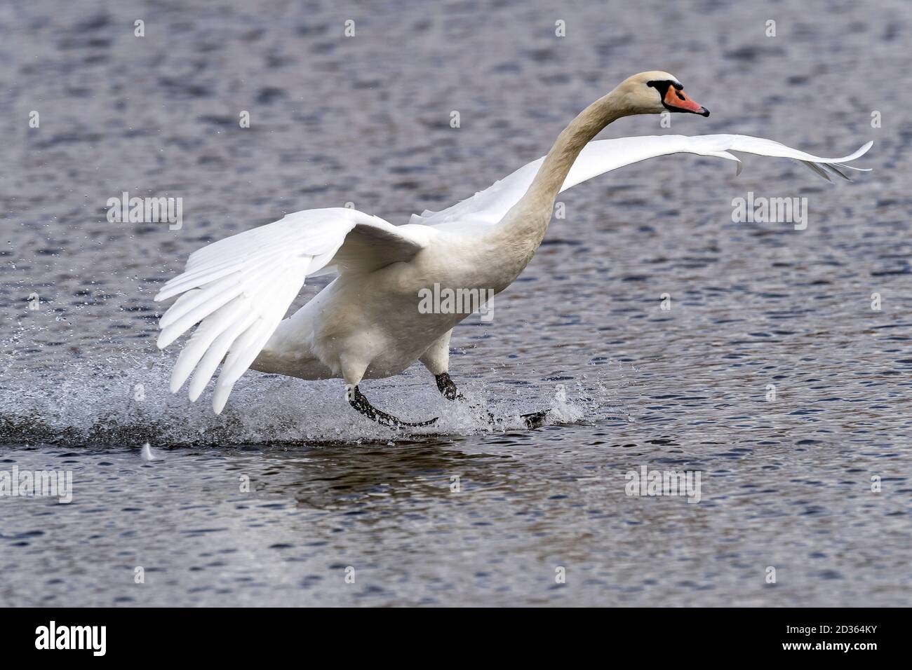 atterraggio di bianco muto cigno sul fiume Foto Stock