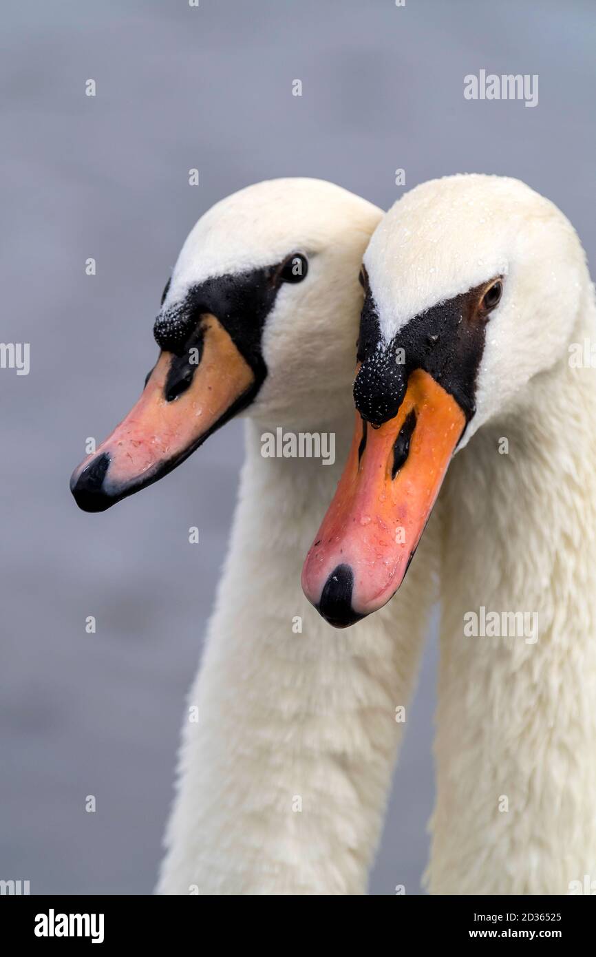 teste di bianco muto cigno sul fiume Foto Stock