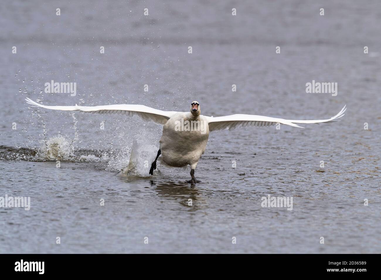 atterraggio di bianco muto cigno sul fiume Foto Stock