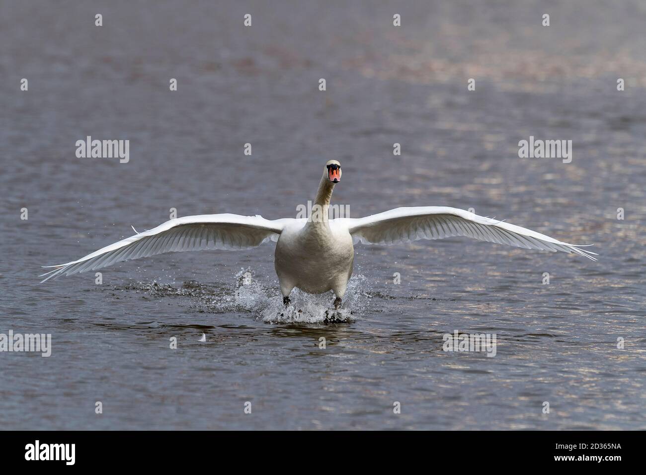 atterraggio di bianco muto cigno sul fiume Foto Stock