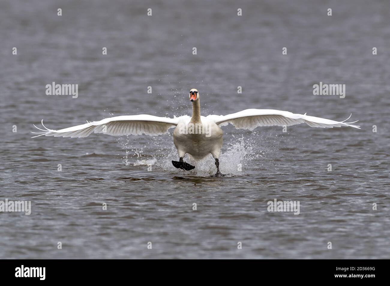 atterraggio di bianco muto cigno sul fiume Foto Stock