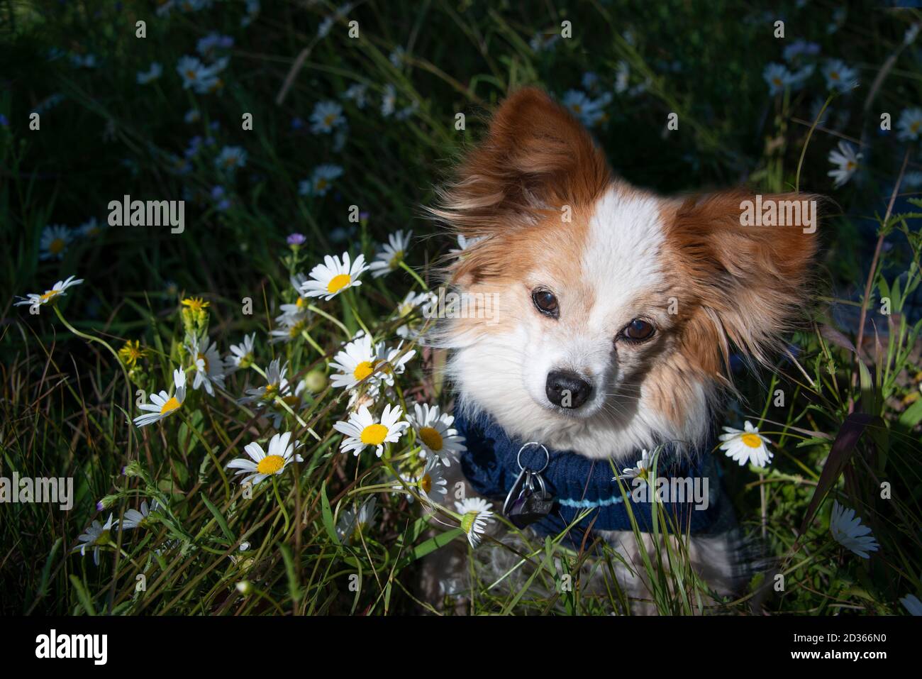 Papillon Dog è una piccola razza di spaniel giocattolo, nota per i capelli lunghi sulle orecchie o le orecchie a farfalla e la coda di pennacchio Foto Stock