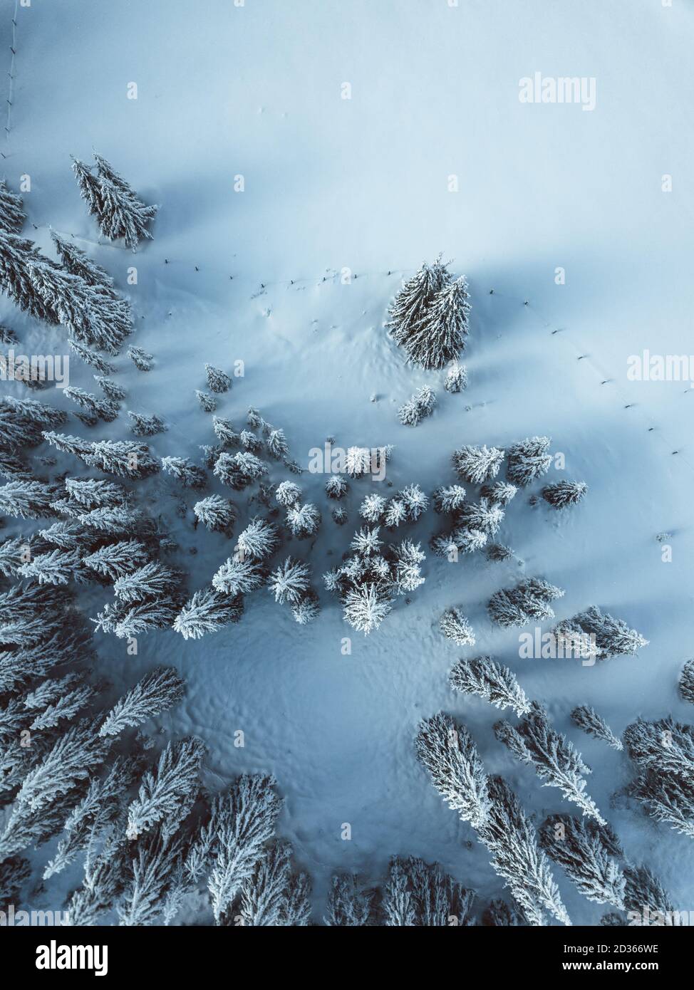 Vista aerea delle fores di abete rosso, tema invernale. Foto Stock