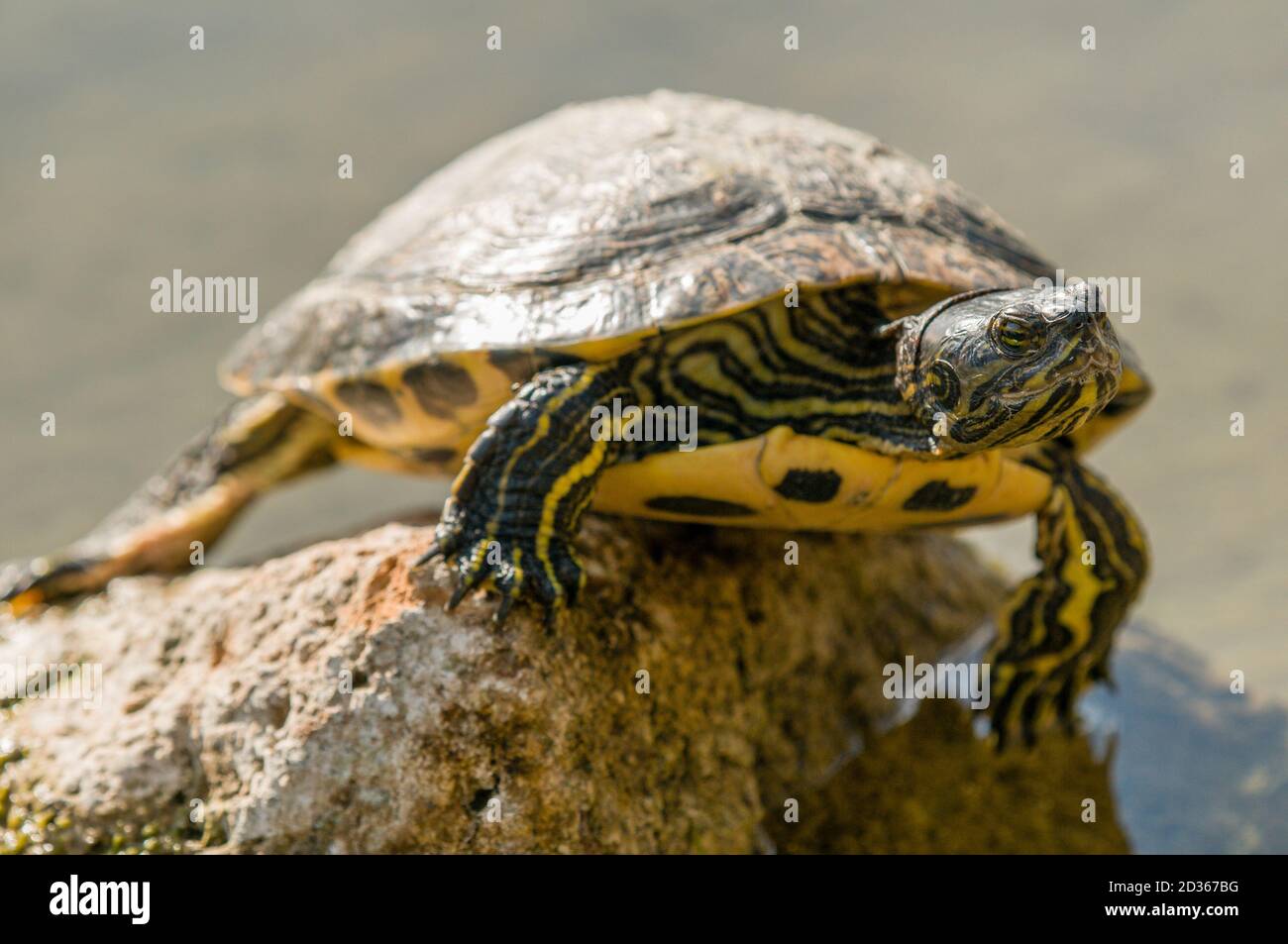 Tartaruga d'acqua dolce crogiolarsi al sole su una roccia Foto Stock