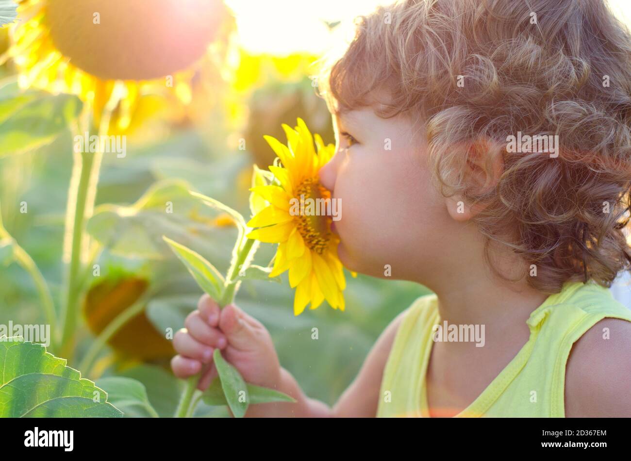 ragazzino che sniffing un girasole Foto Stock