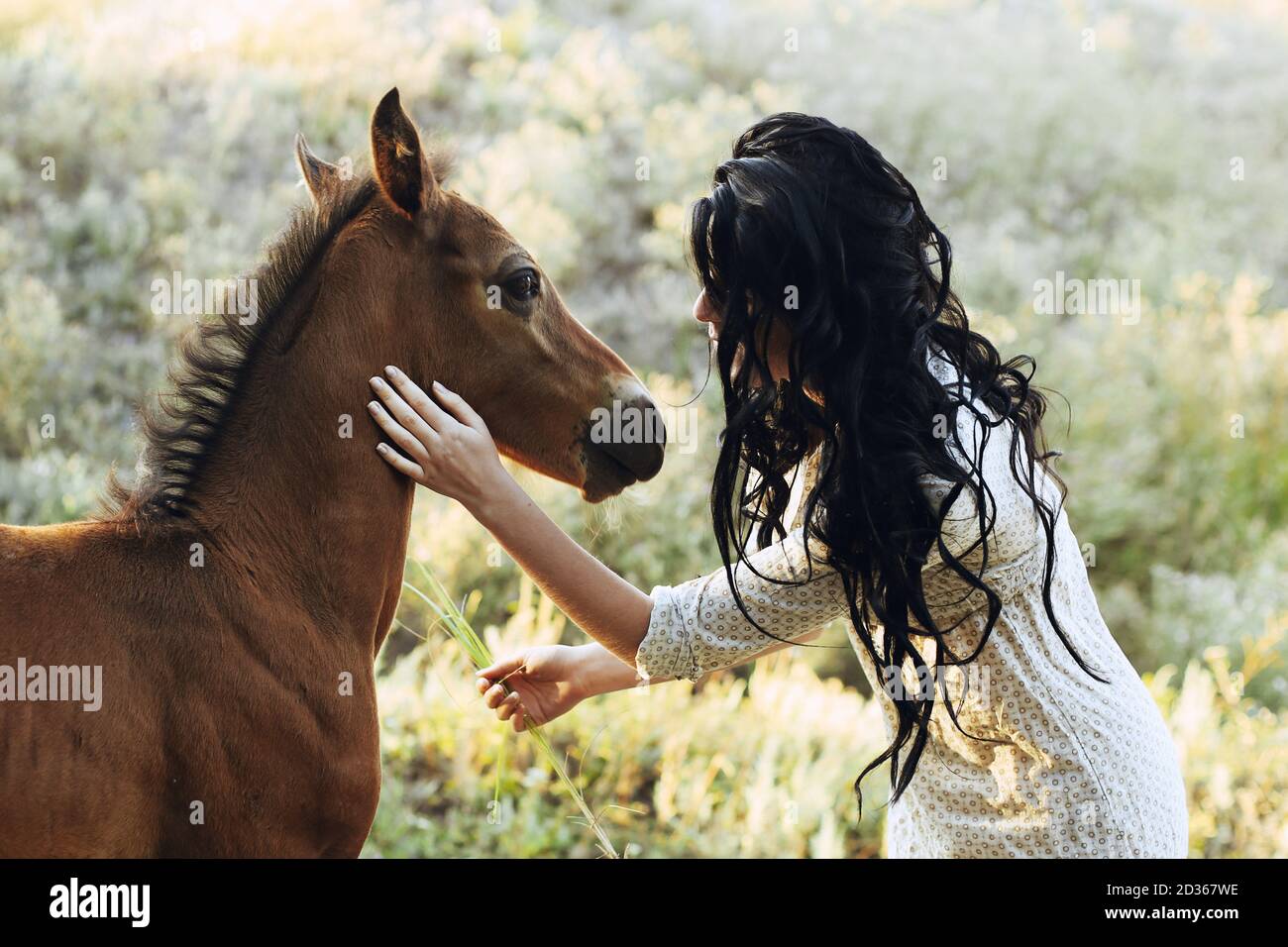 La brunetta attraente alimenta il piccolo foal del cavallo Foto Stock