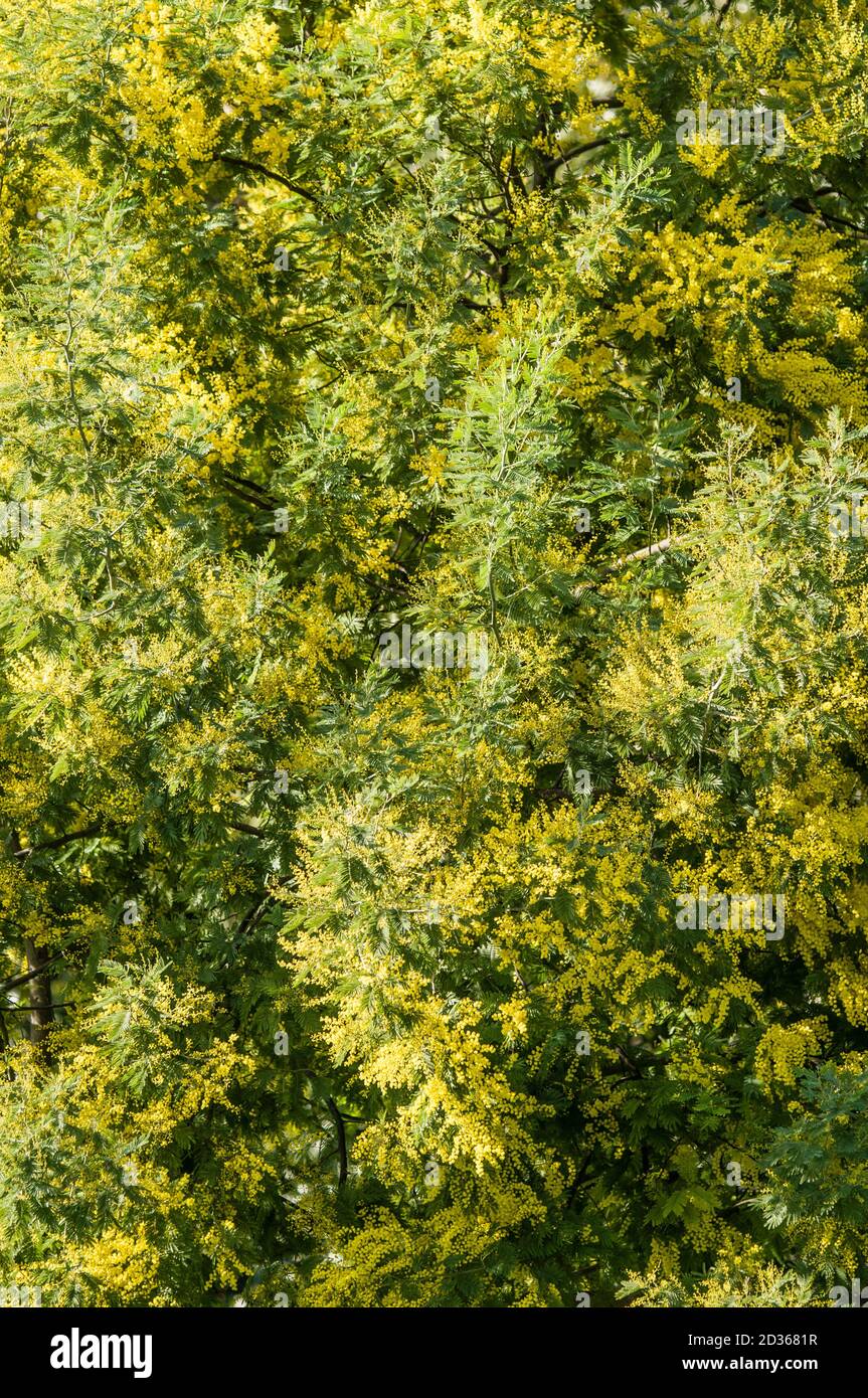 Fiori gialli e foglie verdi di picchiettio d'argento, sonaglino blu, mimosa Foto Stock