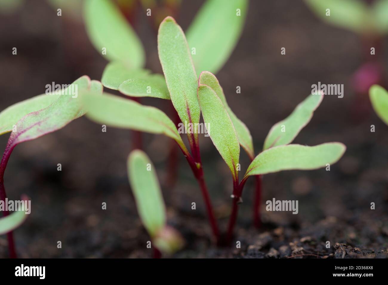 Nuovi germinati Beetroot (Beta vulgaris) giovani pianta in composto. Foto Stock