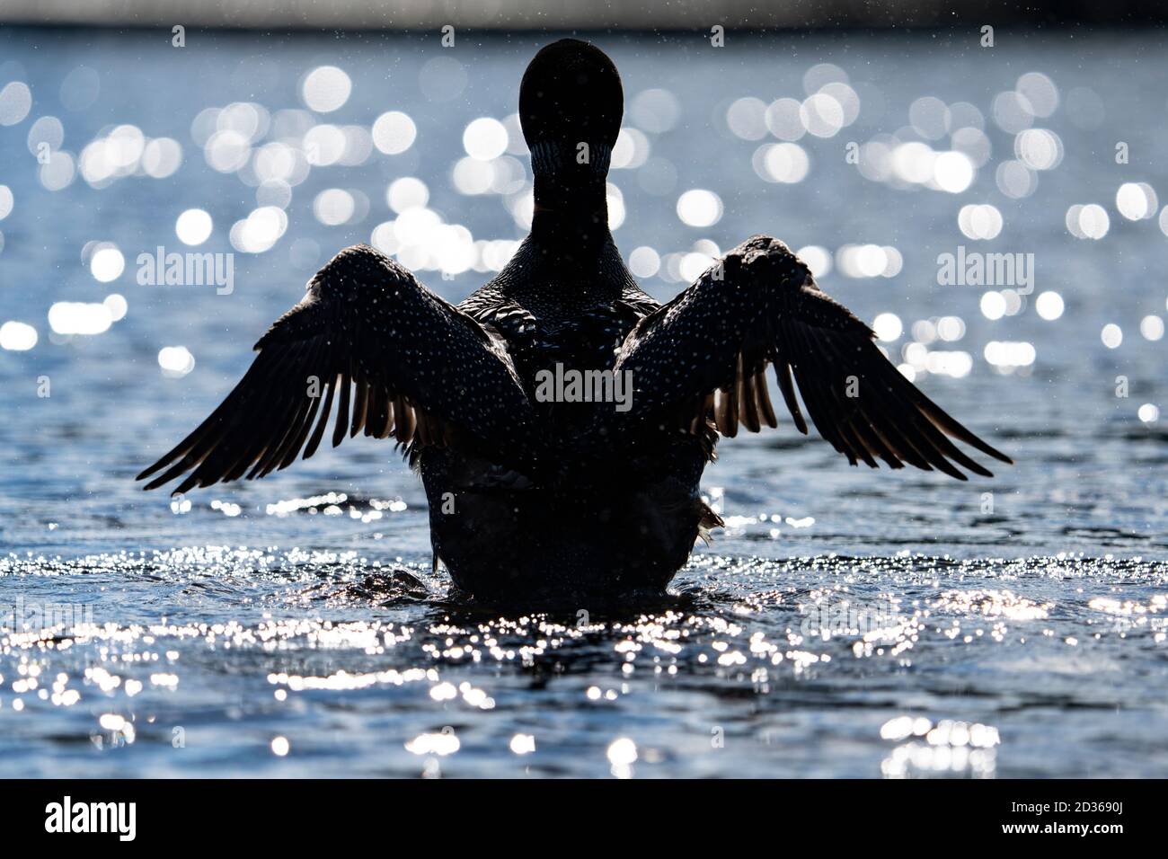 Loon comune che allunga le sue ali alla superficie di un lago Foto Stock