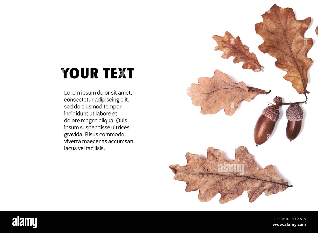 Foglie essiccate d'autunno, foglie di quercia e ghiande isolate su sfondo bianco, posa piatta, vista dall'alto, spazio per la copia. Modello. Concetto di stagione autunnale, Halloween, t Foto Stock