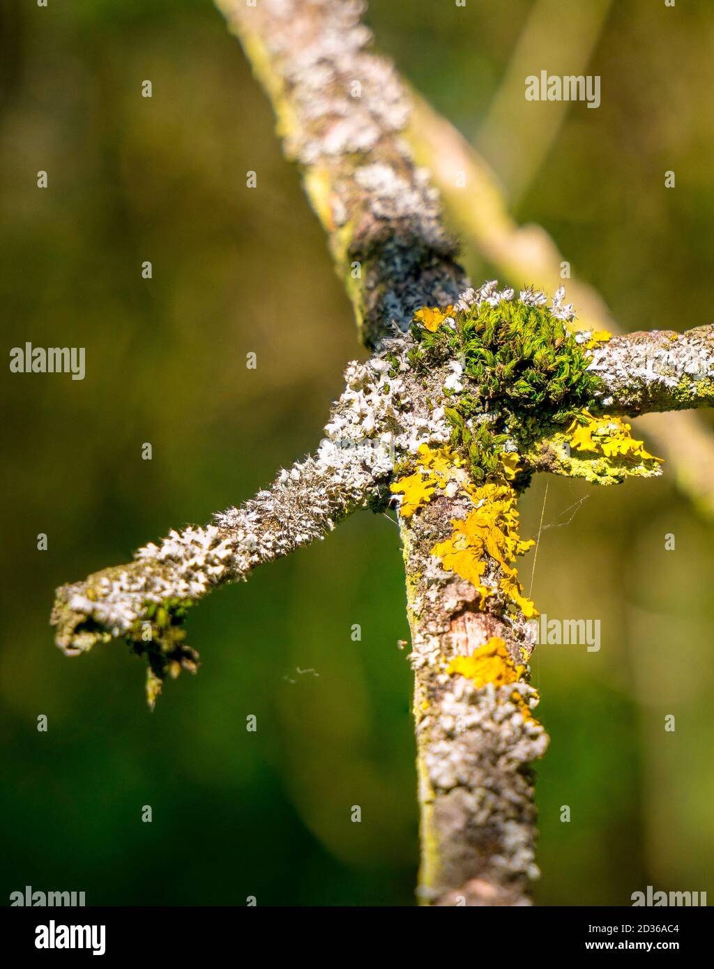 Primo piano di diverse specie di licheni e muschio un ramoscello Foto Stock