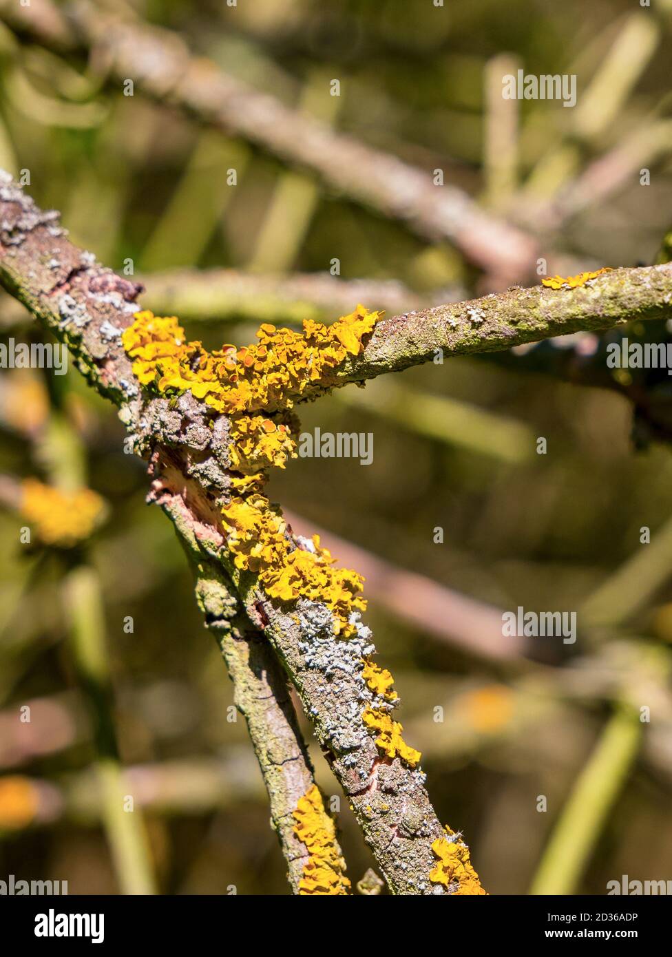 Primo piano di diverse specie di licheni su un ramoscello Foto Stock