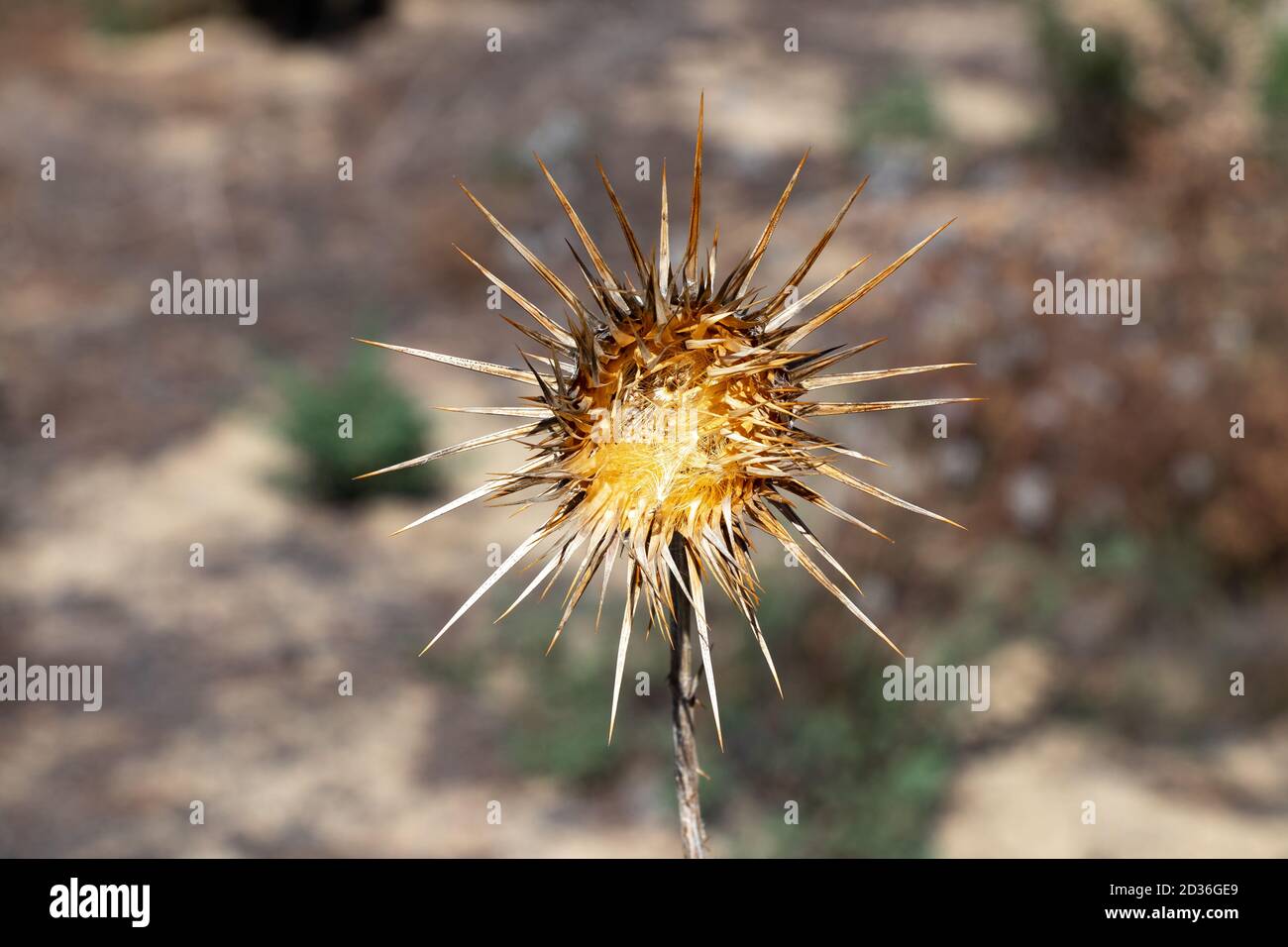 Cardo di latte essiccato. Silybum marianum ha altri nomi comuni tra cui cardus marianus, blessed milkthistle, marian thistle, Mary thistle, Saint Mary's thi Foto Stock