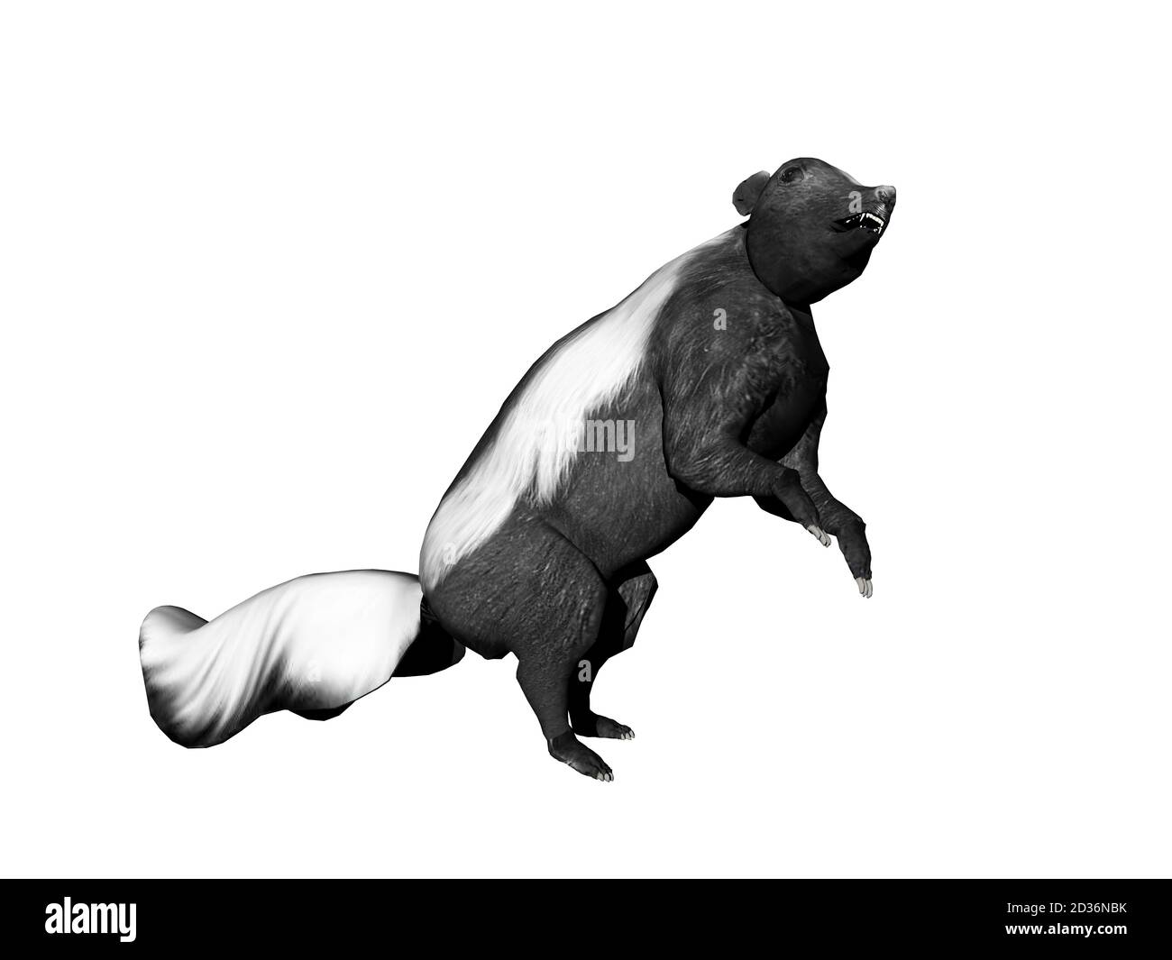 americano skunk ingannare intorno Foto Stock