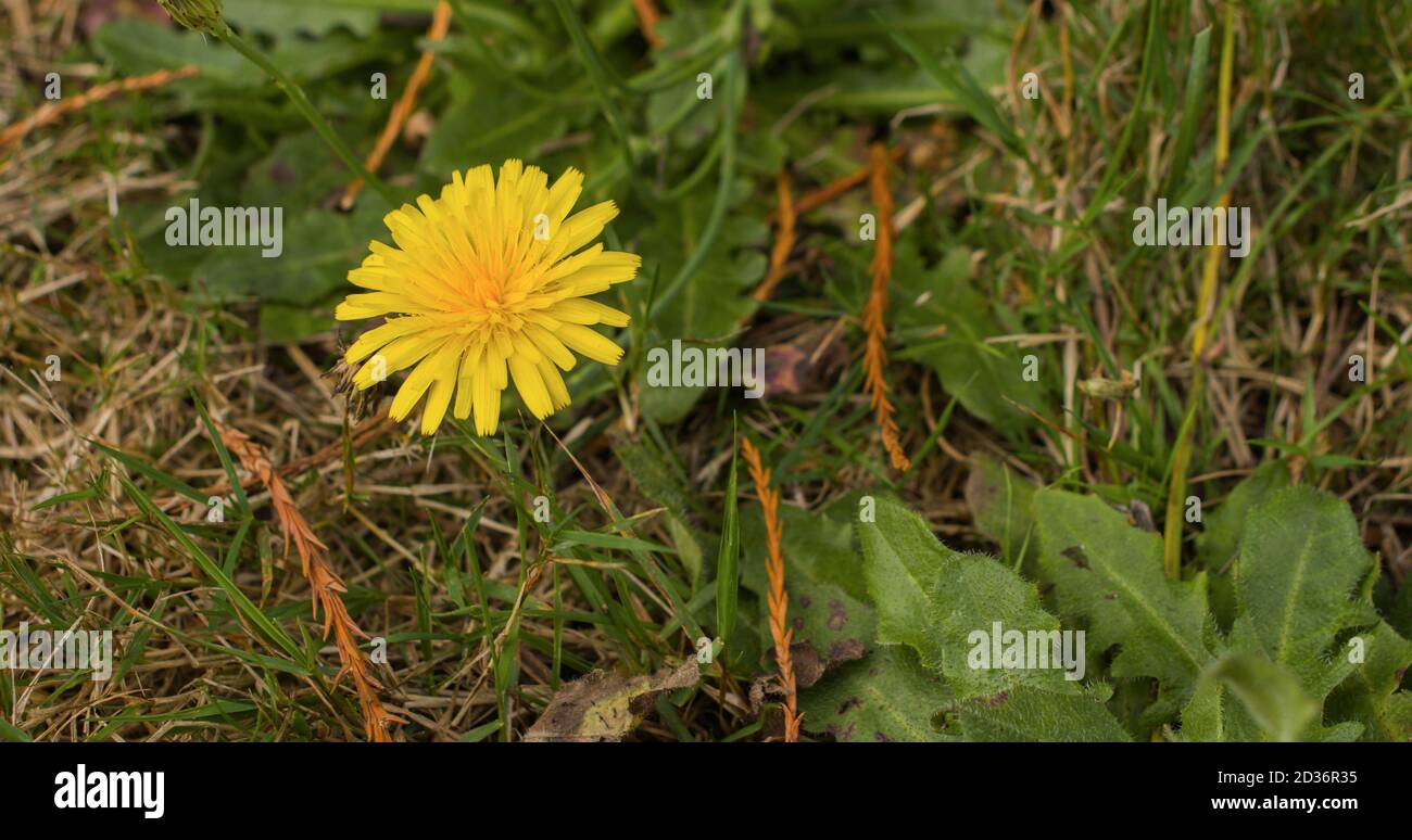 Un fiore giallo tra l'erba. Foto Stock