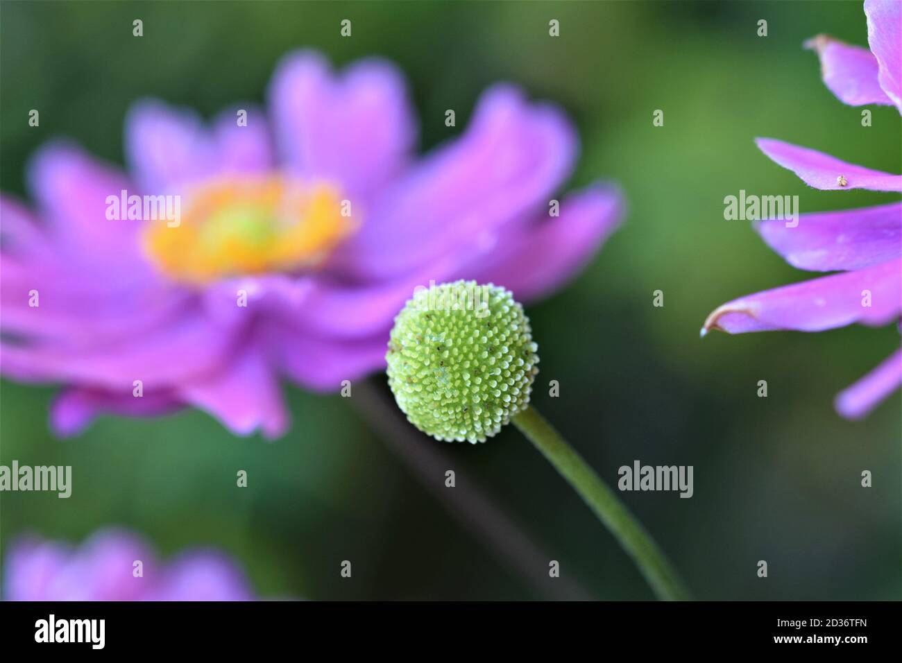 Primo piano del pistil di un anemone autunnale di fronte di un fiore sfocato Foto Stock