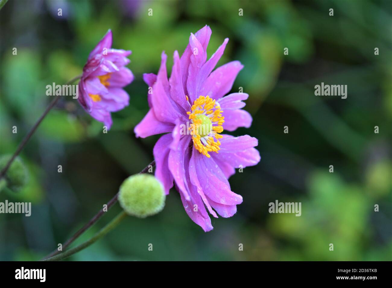 Primo piano del pistil di un anemone autunnale di fronte di un fiore Foto Stock