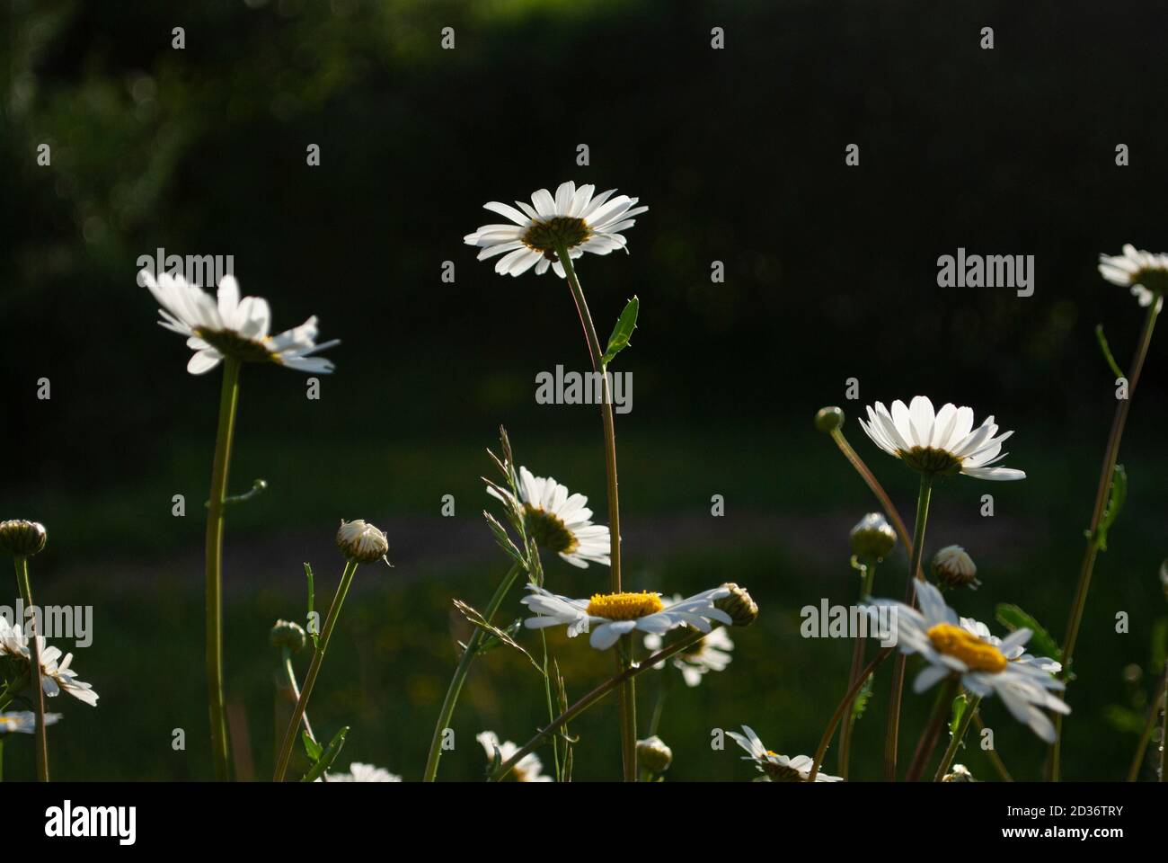 fiore chomomomile in giardino Foto Stock