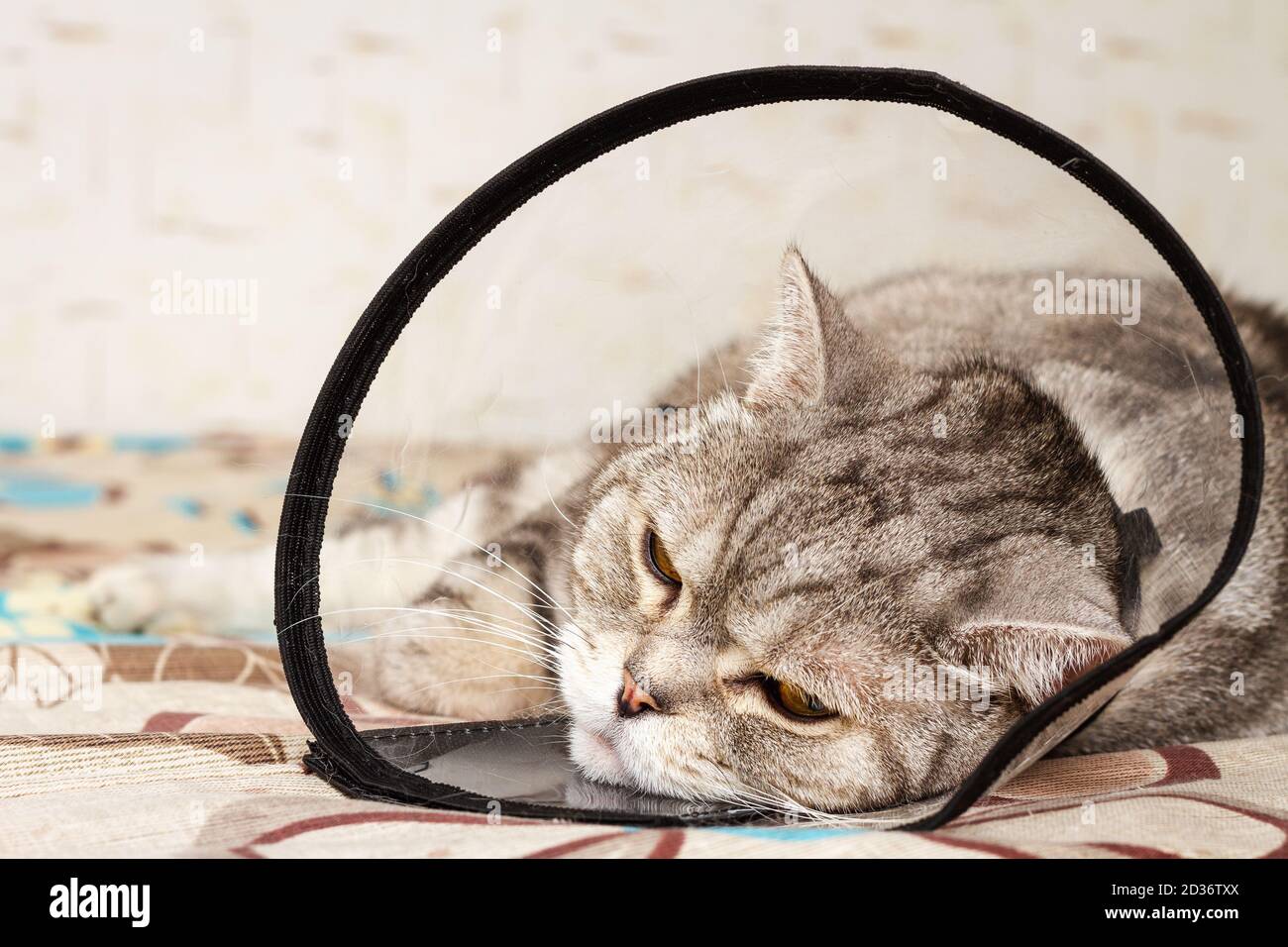 Shorthair grigio gatto scozzese posa in colletto a cono con falce guarda Foto Stock
