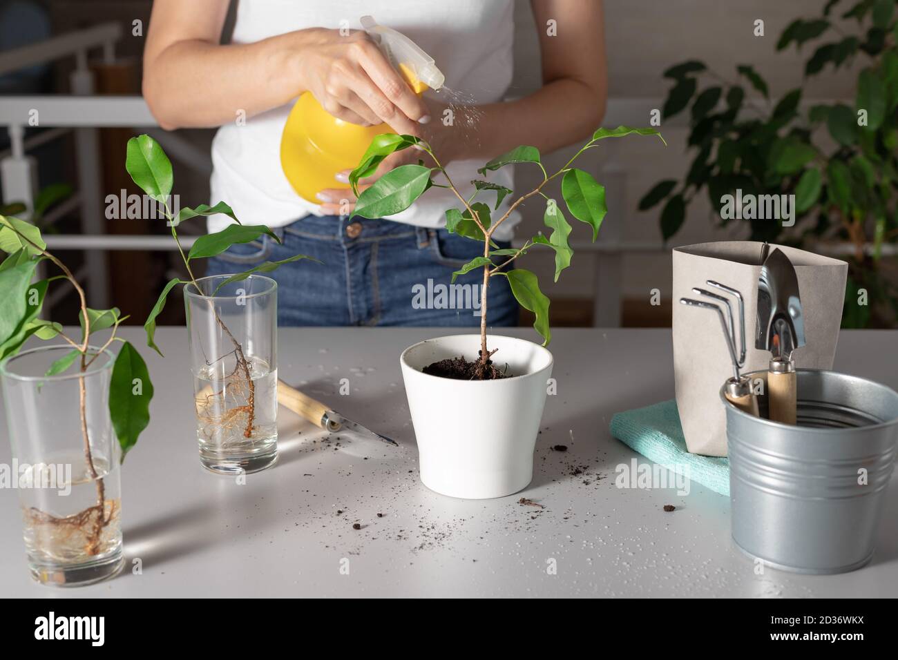 donna spruzzi una pianta domestica con acqua pulita Foto Stock